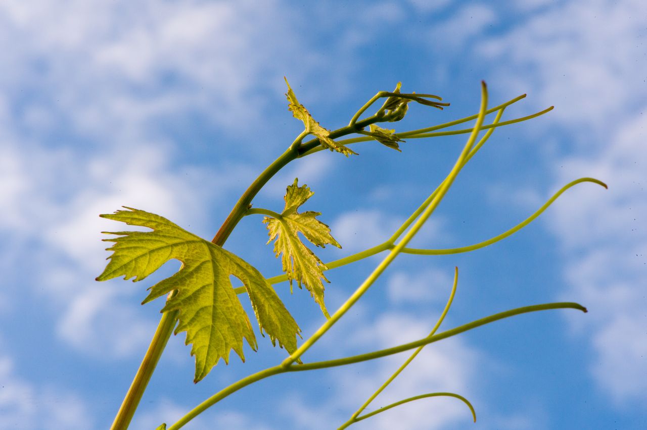 Vignoble Macro 5-Croissance herbacee WER_9801